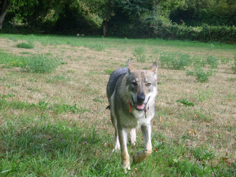 Publication : Danse avec les Loups 