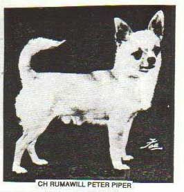 CH. rumawill Peter piper