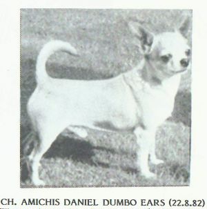 CH. amichis Daniel dumbo ears