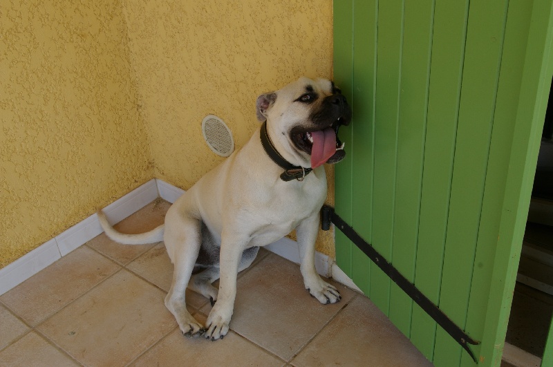 Publication : des Crocs Perçants Auteur : Mr Schimel