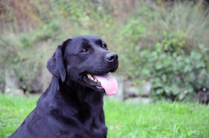 TR. CH. Destinée dite diam's du bois sec