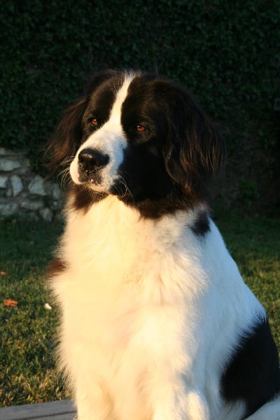 CH. Ceres renus us arsnouphis