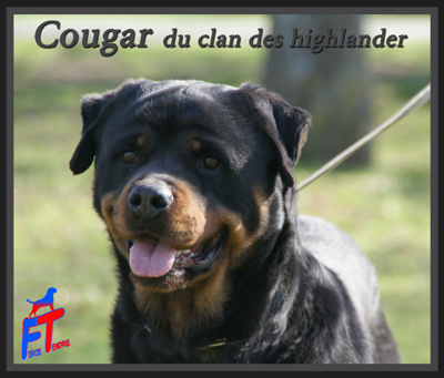 Cougar Du clan des highlander