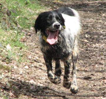 Publication : De Pechavis Auteur : cc