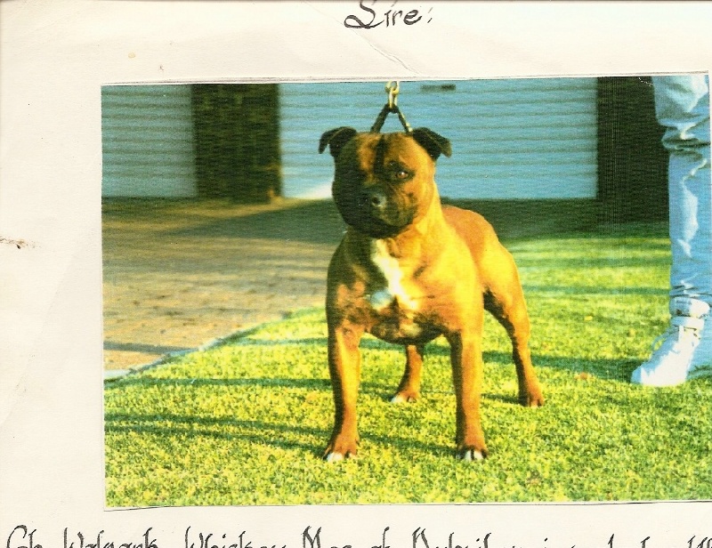 CH. walpark Whiskey mac at dumbriton