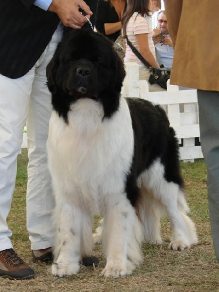 CH. thickish newfoundland Neck or nothing