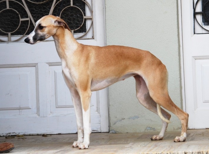 Publication : Can Nel 