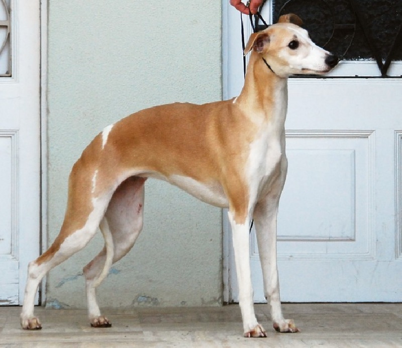 Publication : Can Nel 