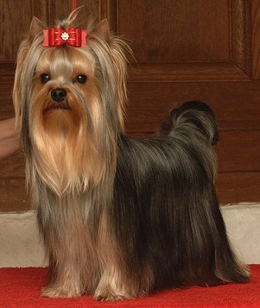 Publication : Debonaire's