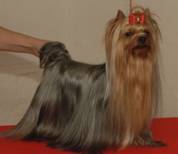 CH. Debonaire's It had to be you