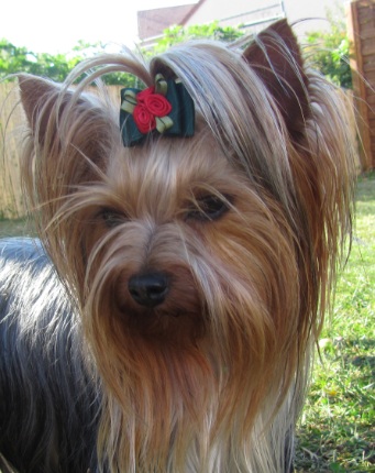 Publication : de la Pam'Pommeraie Auteur : Béatrice GRAUX