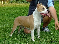 Étalon American Staffordshire Terrier - CH. Nikita blood diamond of mirza