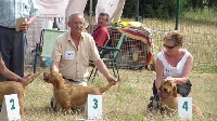 Étalon Basset fauve de Bretagne - Fanfan des gras cévenols