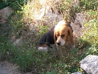 Étalon Beagle - Emeraude (Sans Affixe)