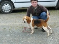 Étalon Beagle - Diabolo du Rallye de Beauport