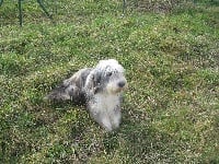 Étalon Bearded Collie - Del compte de L'Ouvernhat