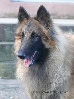 Étalon Berger Belge - Gigi du domaine de la Sûre