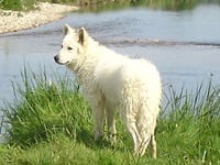 Étalon Berger Blanc Suisse - Fat boy des Terres de Voldaï