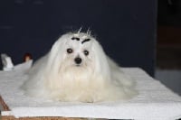 Étalon Bichon maltais - Mitch snowflower v. voorne's home