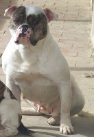 Étalon Bouledogue americain - Darvador of Besthabily