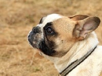 Étalon Bouledogue français - Lucy z lesnego potoku (Sans Affixe)