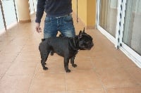 Étalon Bouledogue français - Dali Del Golfo De Roses