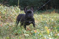 Étalon Bouledogue français - C'est nymphe Maison de Principaute