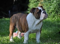 Étalon Bulldog Anglais - Just me the banditbulls