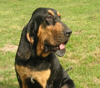 Étalon Chien de Saint-Hubert - Elysée du chateau de Saint Louis