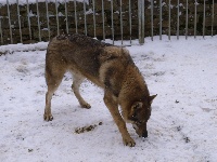 Étalon Chien-loup tchecoslovaque - Far's nipps 1er de la mollyniere de lo'scale