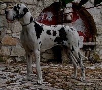 Étalon Dogue allemand - Ester Dell'alto Feudo