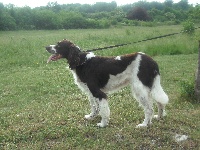 Étalon Epagneul Français - Chanell Du hameau des castangs