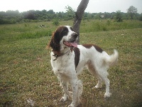 Étalon Epagneul Français - Birdie Du hameau des castangs