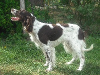 Étalon Epagneul Français - Chelsea Du hameau des castangs