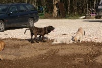 Étalon Fila Brasileiro - Flora do sertao