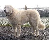 Étalon Kuvasz - Marud vom hÖllenbrand