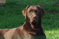 Étalon Labrador Retriever - Channel du Gourg D'Enfer