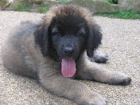 Étalon Leonberger - Giorgio de la Magie de Heidamy