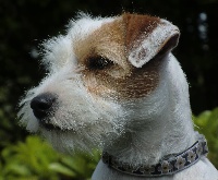 Étalon Parson Russell Terrier - Fatal beauty dite flanelle de La vallée de l'echiquier