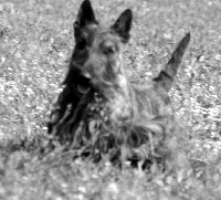 Étalon Scottish Terrier - El bulli du domaine rossini