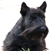 Étalon Scottish Terrier - Albane Black adventure story