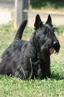 Étalon Scottish Terrier - Tyrannic Dagobert