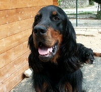 Étalon Setter Gordon - Ezir ( dys. b ) Des Pralines D'Aubejoux