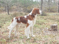 Étalon Setter irlandais rouge et blanc - Eoghann du Clos Lupin