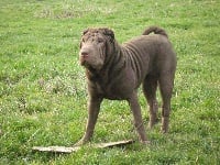 Étalon Shar Pei - Jazzy La Vallée Des Chocolats