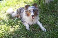 Étalon Shetland Sheepdog - Elfy blue tentation (Sans Affixe)