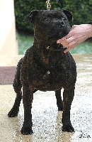 Étalon Staffordshire Bull Terrier - hot king staff Ultime mac leod