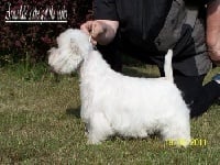 Étalon West Highland White Terrier - CH. armadale's She got the looks