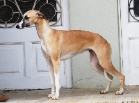 Étalon Whippet - Matusalem rum de Can Nel