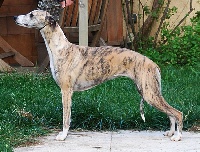 Étalon Whippet - CH. Époque of gentle mind